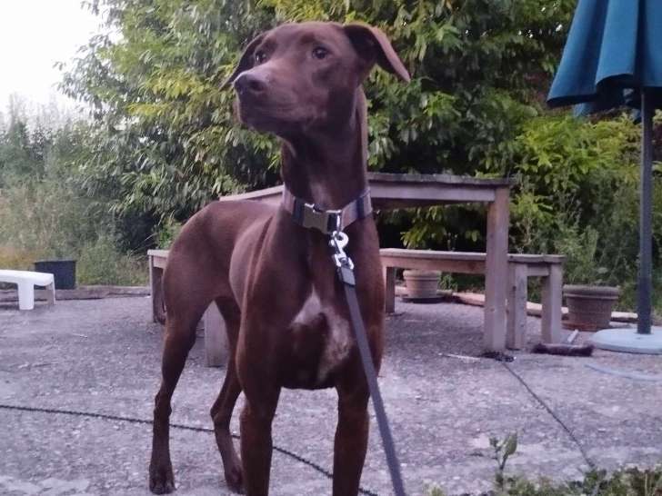 À la recherche d’un foyer : chien chocolat