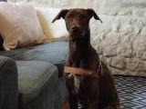 À la recherche d’un foyer : chien chocolat
