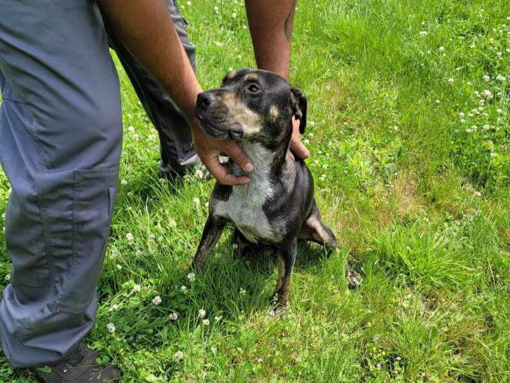 Chienne d'un an à adopter