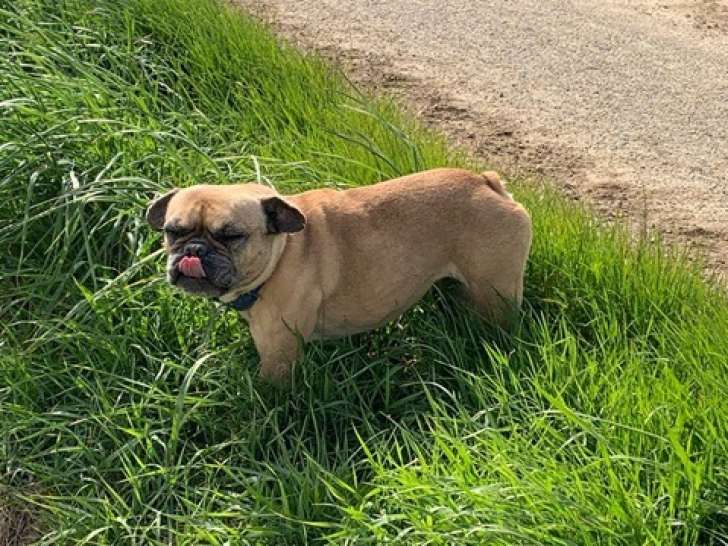 Chienne disponible à l'adoption