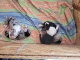 4 chiots Berger des Shetland LOSH à vendre (tous réservé