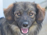 À adopter, chien fauve charbonné