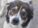 Disponible à l'adoption, chien adulte tricolore
