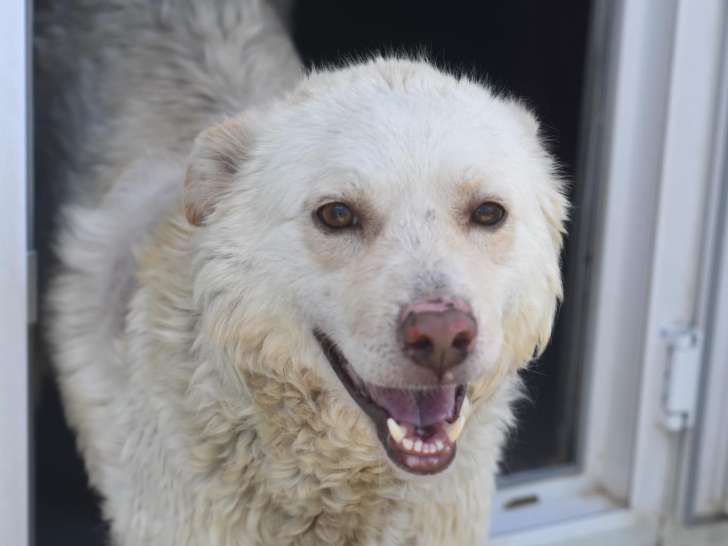 En attente d'adoption, chienne au pelage blanc