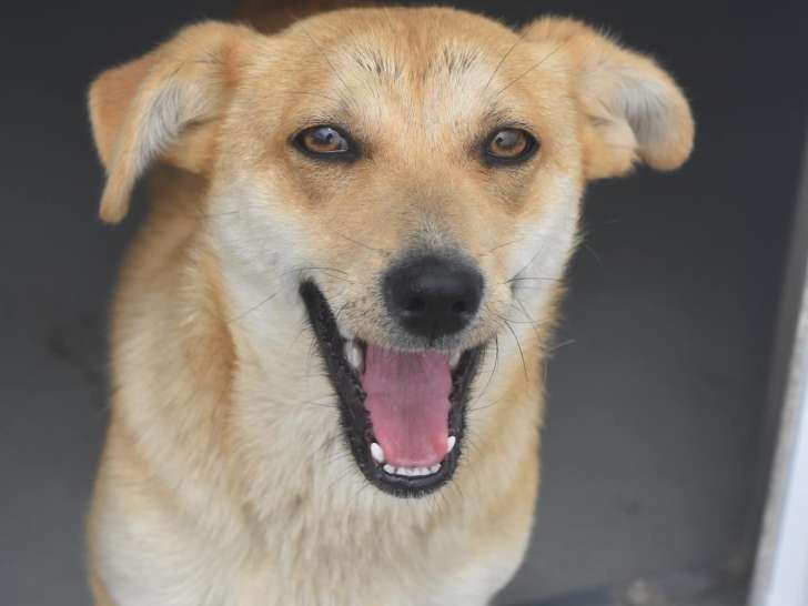 À la recherche d’un foyer, chienne fauve