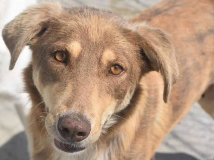 Chienne marron à adopter