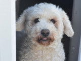 Chien blanc disponible à l'adoption