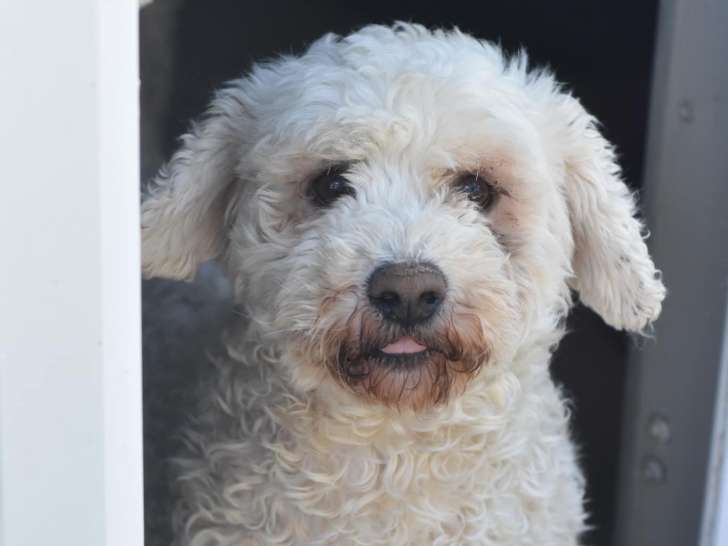Chien blanc disponible à l'adoption