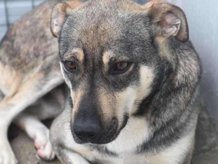 Chien âgé de 2 ans en attente d'adoption