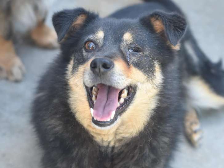 Chien noir et feu à la recherche d’une famille