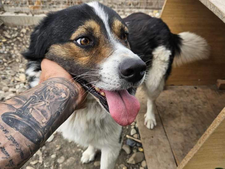 Chien adulte Mâle à donner