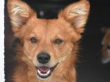 Disponible à l'adoption : chien d’un an