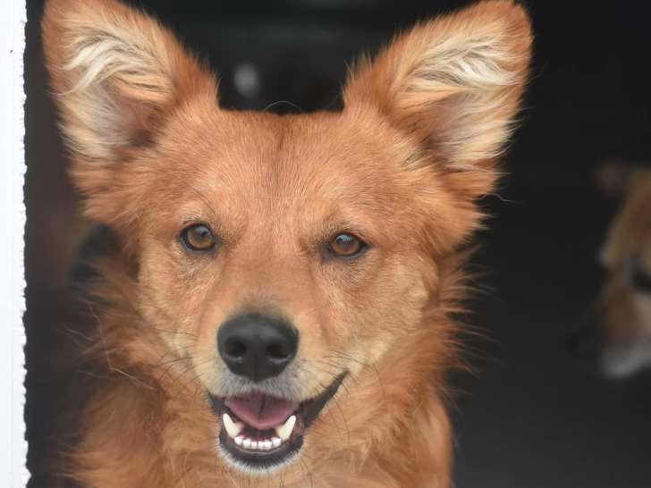 Disponible à l'adoption : chien d’un an