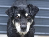 En attente d'adoption : chien noir et feu