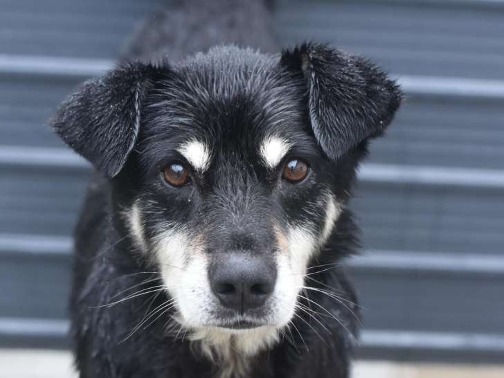 En attente d'adoption : chien noir et feu