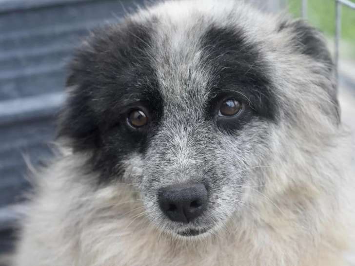 À la recherche d’un foyer : chien d’un an