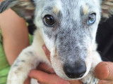 Chiot mâle disponible à l'adoption