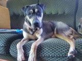 Chienne grise en attente d'adoption