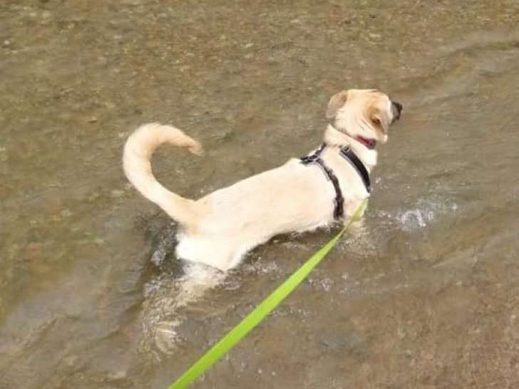 Chiot femelle beige de 8 mois en quête d'une famille