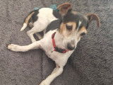 Disponible à l'adoption : chien tricolore