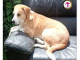 En attente d'adoption : chien de 8 ans