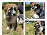 À la recherche d’un foyer chiot mâle tricolore