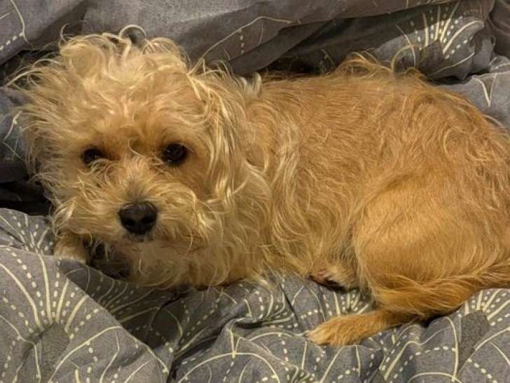 Chien de 4 ans en attente d'adoption