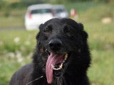 Chien de 2 ans en quête d’un foyer