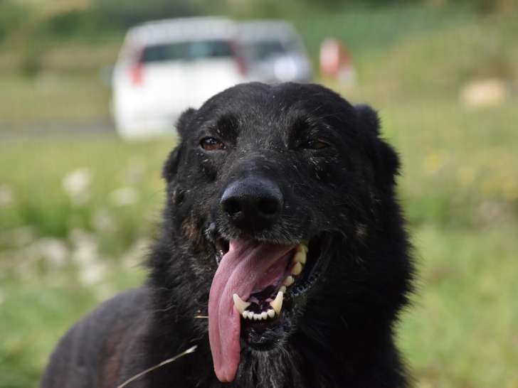 Chien de 2 ans en quête d’un foyer