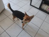 Disponible à l'adoption, chien âgé de 11 ans