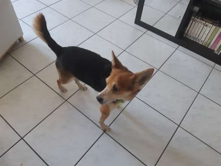 Disponible à l'adoption, chien âgé de 11 ans