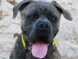 En attente d'adoption, chien Cane Corso bringé