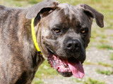 En attente d'adoption, chien Cane Corso bringé