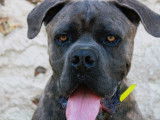 En attente d'adoption, chien Cane Corso bringé