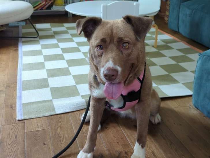 À adopter : chienne gris et blanc