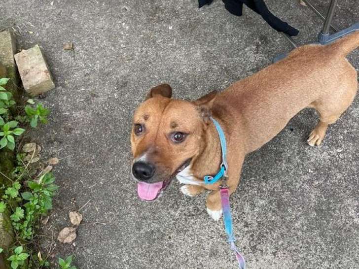 Disponible à l'adoption : chien de 4 ans