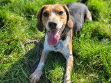 En attente d'adoption : chien Beagle de 3 ans