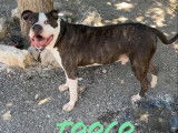 Disponible à l'adoption, chien bringé