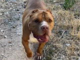 En attente d’un foyer, chien adulte American Bully