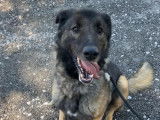 Chien fauve charbonné à adopter