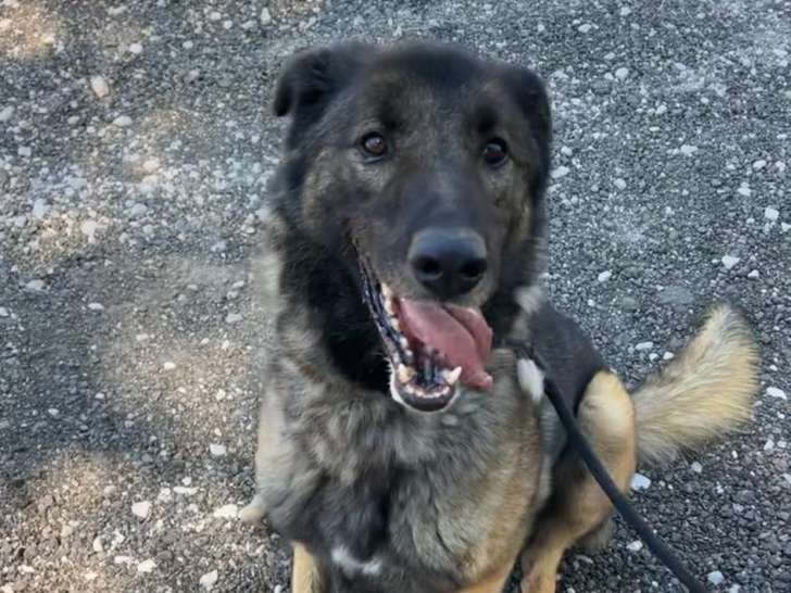 Chien fauve charbonné à adopter