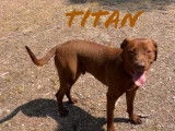 À la recherche d'un foyer : chien marron