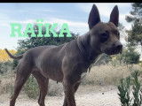 À adopter, chien Podenco gris