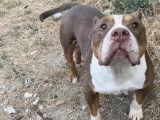 En attente d'adoption, chienne American Bully de 8 ans