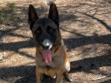 Chien Berger Malinois fauve charbonné à adopter