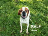 Chien Pointer Anglais roux et blanc en attente d'adoption