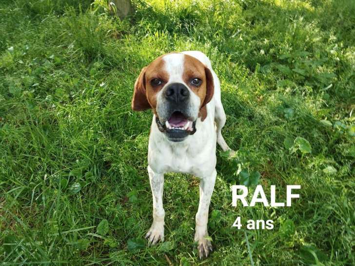 Chien Pointer Anglais roux et blanc en attente d'adoption
