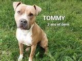 Chien American Staffordshire Terrier fauve à la recherche d'une famille