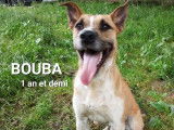 Disponible à l'adoption : chien d'un an