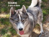 Chienne Husky Sibérien gris et blanc disponible à l'adoption